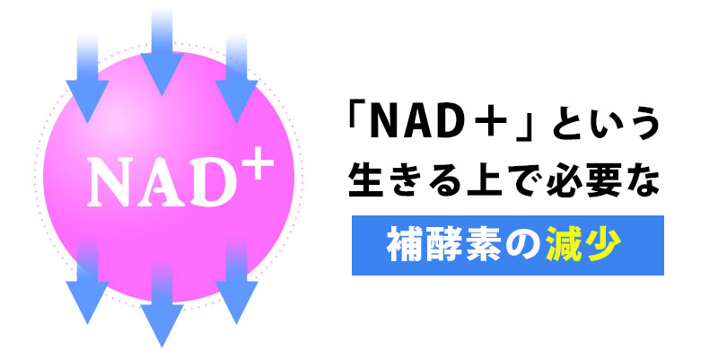 NAD+という生きる上で必要な補酵素の減少